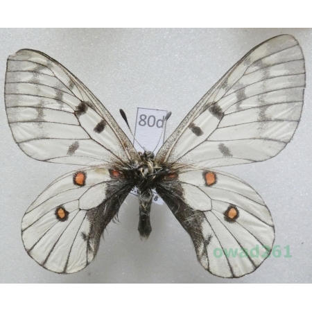 Parnassius bremeri (Bremer, 1864) Russia80d